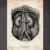 Codex Anatomicus Kidney & Liver^Kidney anatomy I