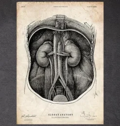 Codex Anatomicus Kidney & Liver^Kidney anatomy I
