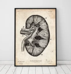 Codex Anatomicus Kidney & Liver^Kidney anatomy II