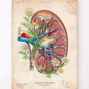 Codex Anatomicus Kidney & Liver^Kidney anatomy II - Floral - Vintage