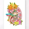 Codex Anatomicus Kidney & Liver^Kidney anatomy II - Floral - White