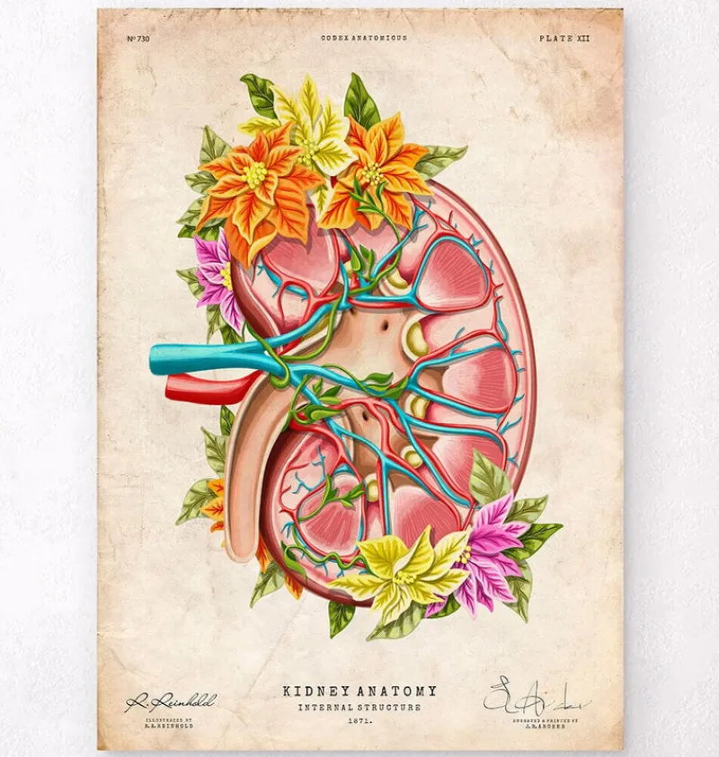 Codex Anatomicus Kidney & Liver^Kidney anatomy II - Floral - Vintage