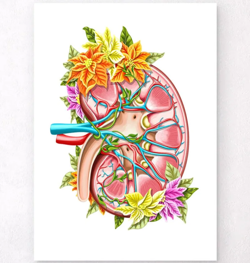 Codex Anatomicus Kidney & Liver^Kidney anatomy II - Floral - White