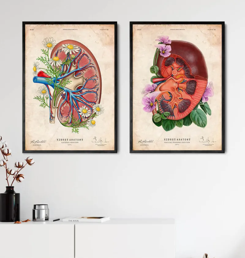 Codex Anatomicus Kidney & Liver^Kidney anatomy II - Floral - Vintage