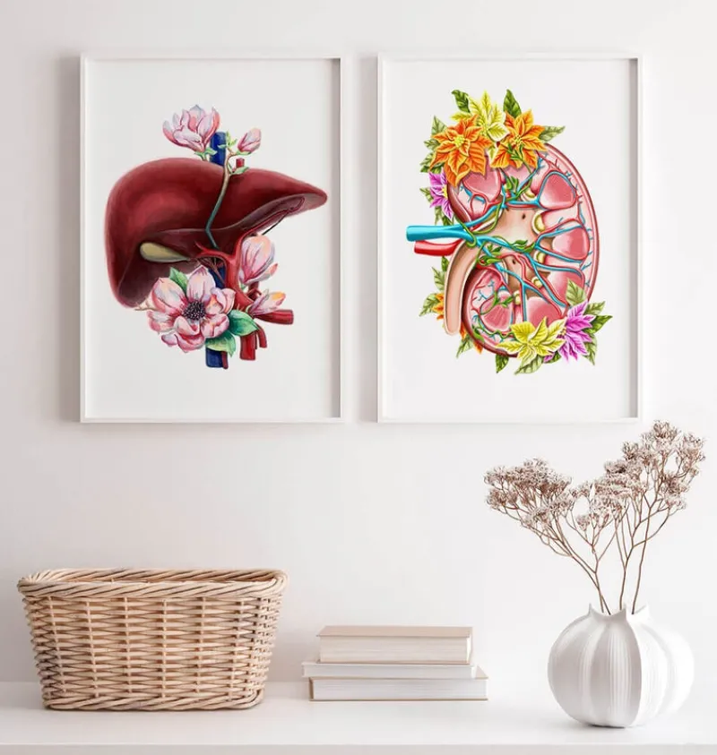 Codex Anatomicus Kidney & Liver^Kidney anatomy II - Floral - White
