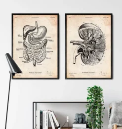 Codex Anatomicus Kidney & Liver^Kidney anatomy III