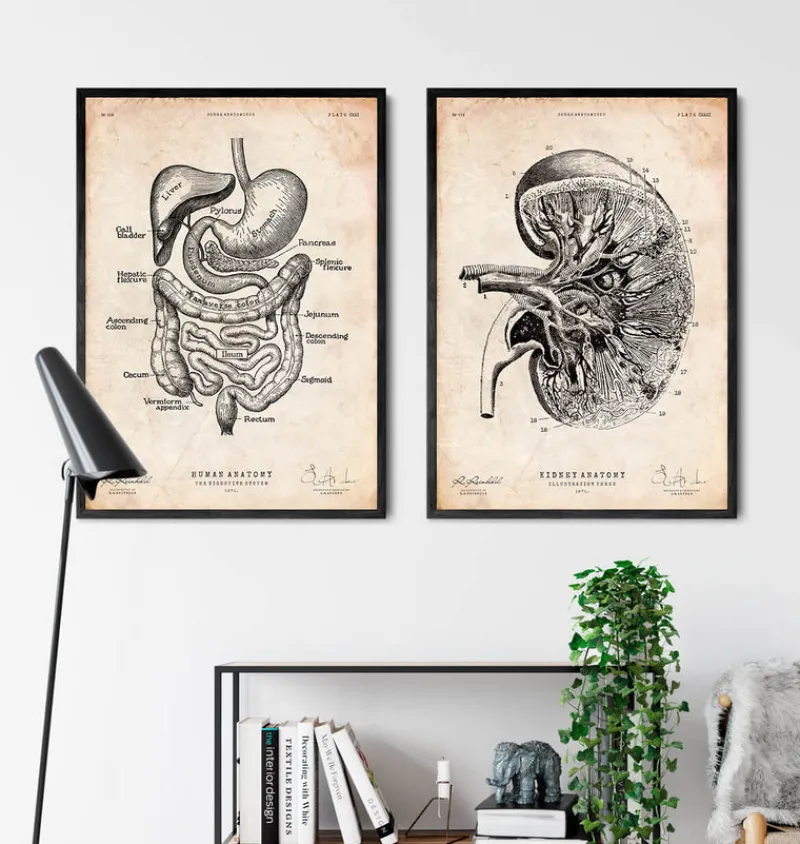 Codex Anatomicus Kidney & Liver^Kidney anatomy III