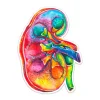 Codex Anatomicus Stickers^Kidney anatomy sticker - Watercolor Splash
