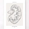 Codex Anatomicus Kidney & Liver^Kidney section - Line Art
