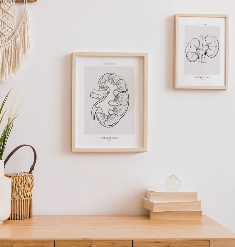 Codex Anatomicus Kidney & Liver^Kidney section - Line Art