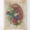 Codex Anatomicus Kidney & Liver^Kidney with flowers - Old dictionary page