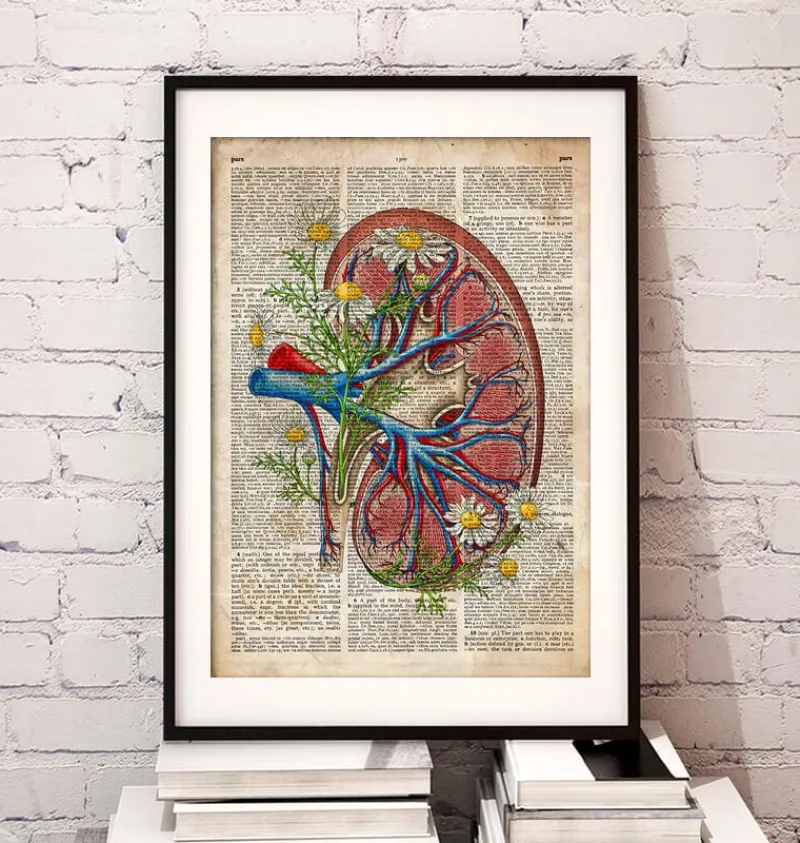 Codex Anatomicus Kidney & Liver^Kidney with flowers - Old dictionary page