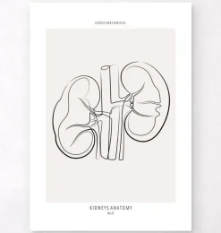 Codex Anatomicus Kidney & Liver^Kidneys anatomy - Line Art