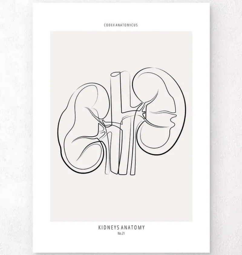 Codex Anatomicus Kidney & Liver^Kidneys anatomy - Line Art