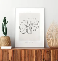 Codex Anatomicus Kidney & Liver^Kidneys anatomy - Line Art