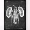 Codex Anatomicus Kidney & Liver^Kidneys anatomy art - Chalkboard