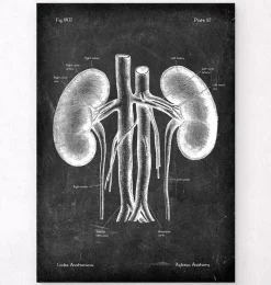 Codex Anatomicus Kidney & Liver^Kidneys anatomy art - Chalkboard