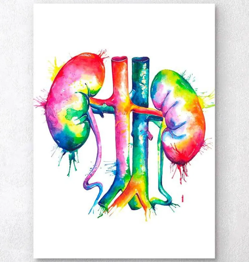 Codex Anatomicus Kidney & Liver^Kidneys anatomy art - Watercolor splash