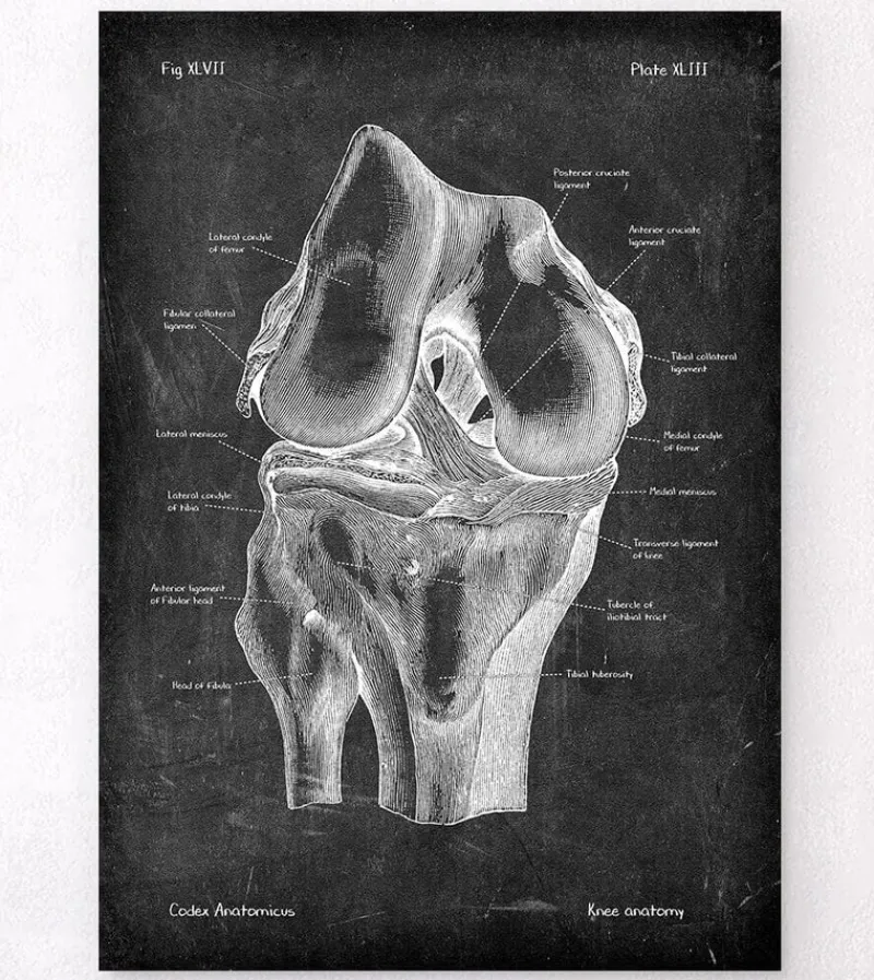 Codex Anatomicus Skull & Skeleton^Knee anatomy - Chalkboard