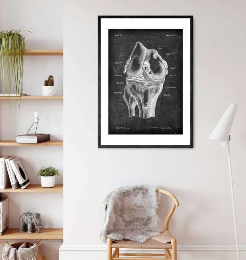 Codex Anatomicus Skull & Skeleton^Knee anatomy - Chalkboard