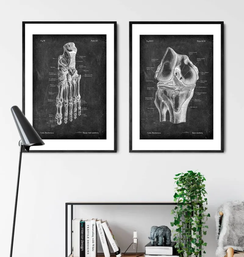 Codex Anatomicus Skull & Skeleton^Knee anatomy - Chalkboard