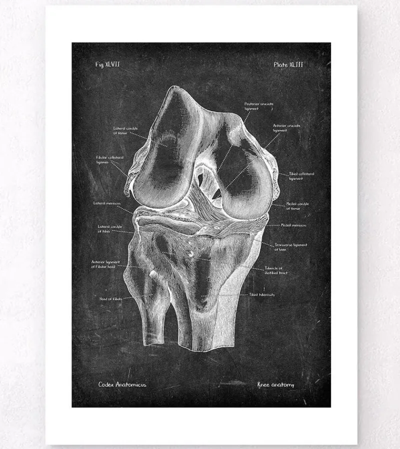 Codex Anatomicus Skull & Skeleton^Knee anatomy - Chalkboard