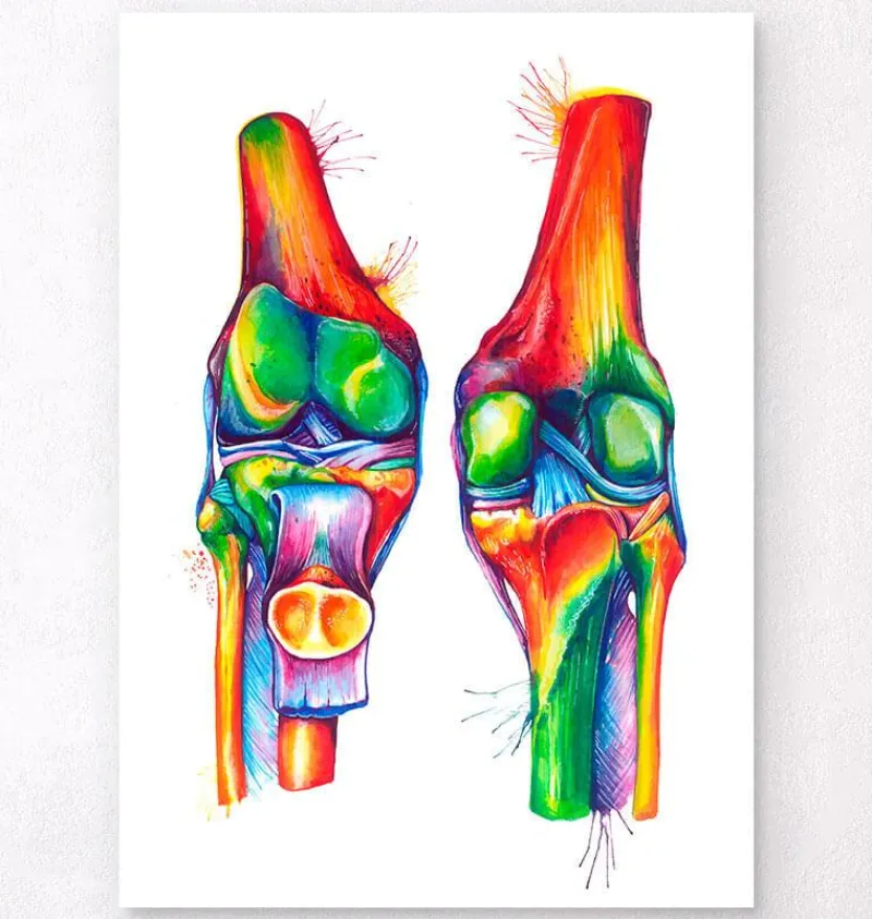 Codex Anatomicus Skull & Skeleton | Hands & Legs^Knee anatomy - Watercolor splash