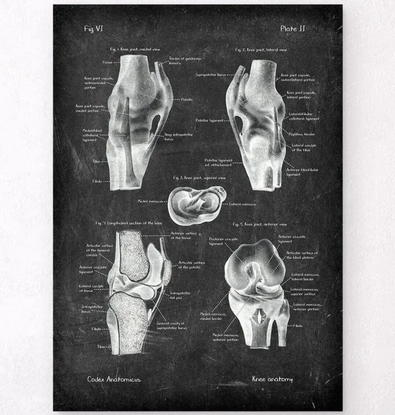 Codex Anatomicus Hands & Legs^Knee anatomy chart - Chalkboard