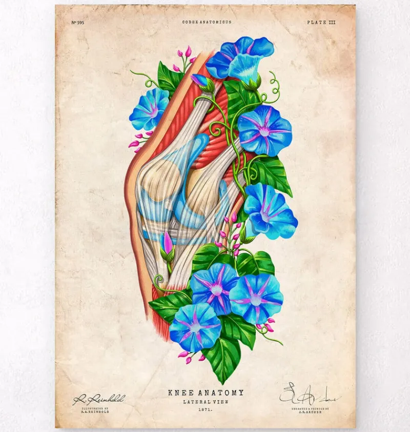 Codex Anatomicus Skull & Skeleton^Knee anatomy II - Floral - Vintage