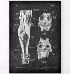 Codex Anatomicus Skull & Skeleton | Hands & Legs^Knee joint and leg muscles - Chalkboard