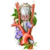Codex Anatomicus Stickers^Larynx, aorta, thyroid anatomy sticker - Floral