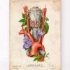 Codex Anatomicus Various Organs^Larynx, Thyroid and Aorta - Floral - Vintage