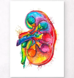 Codex Anatomicus Kidney & Liver^Left kidney anatomy - Watercolor splash