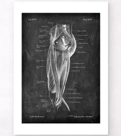 Codex Anatomicus Hands & Legs^Leg muscles anatomy - Chalkboard