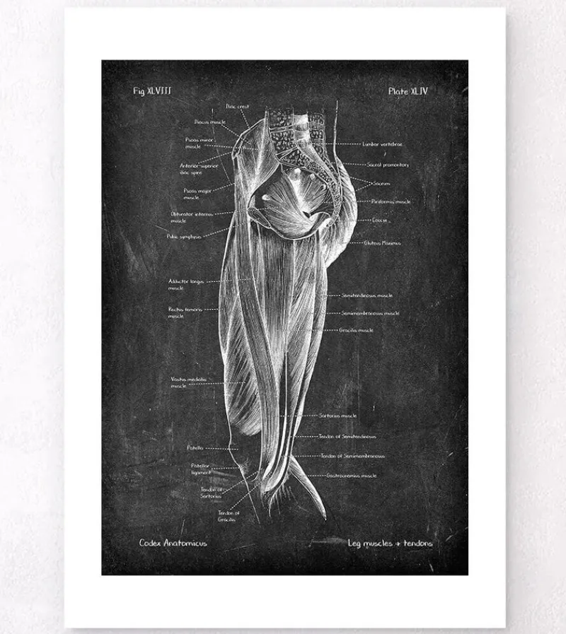 Codex Anatomicus Hands & Legs^Leg muscles anatomy - Chalkboard