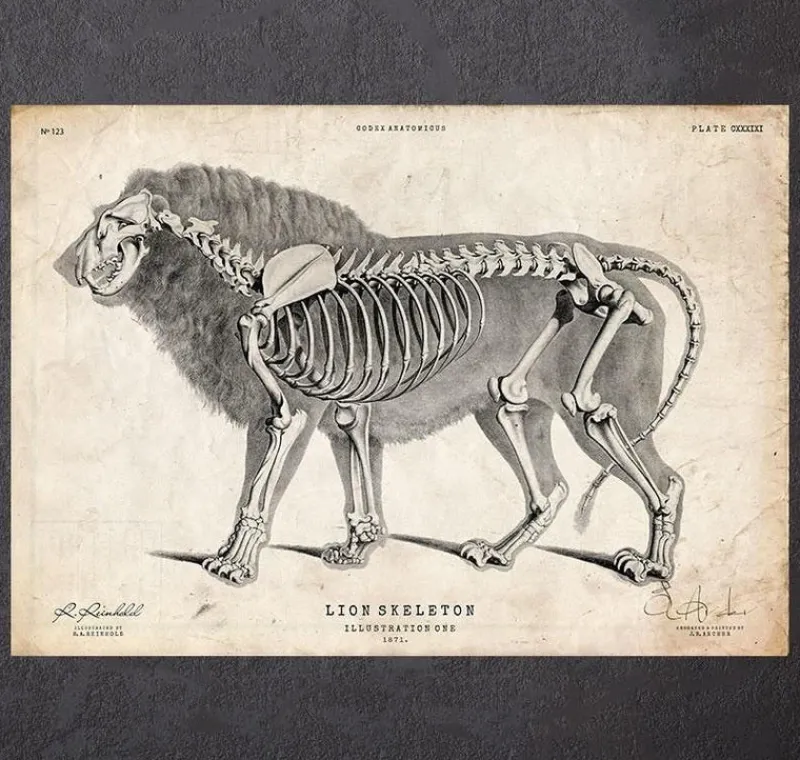 Codex Anatomicus Animal Anatomy^Lion anatomy