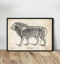 Codex Anatomicus Animal Anatomy^Lion anatomy
