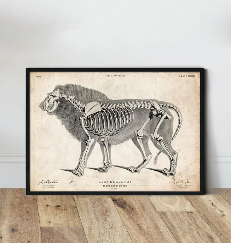 Codex Anatomicus Animal Anatomy^Lion anatomy