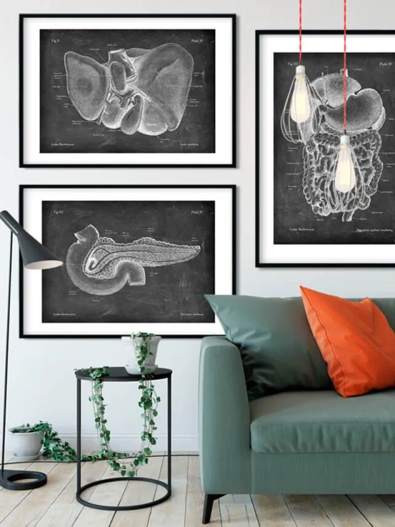 Codex Anatomicus Digestive System | Kidney & Liver^Liver anatomy - Chalkboard