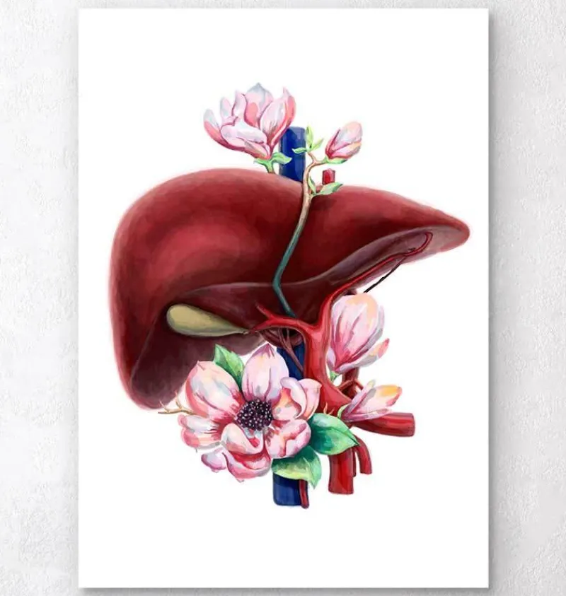 Codex Anatomicus Digestive System | Kidney & Liver^Liver anatomy - Floral - White