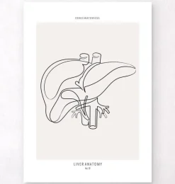 Codex Anatomicus Digestive System | Kidney & Liver^Liver anatomy - Line Art