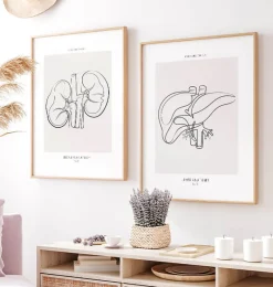 Codex Anatomicus Digestive System | Kidney & Liver^Liver anatomy - Line Art