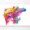 Codex Anatomicus Digestive System | Kidney & Liver^Liver anatomy art - Watercolor splash