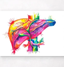 Codex Anatomicus Digestive System | Kidney & Liver^Liver anatomy art - Watercolor splash