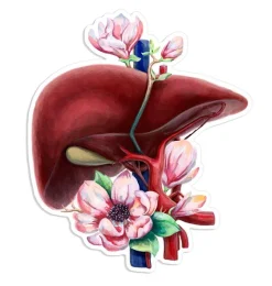 Codex Anatomicus Stickers^Liver anatomy sticker - Floral