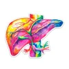 Codex Anatomicus Stickers^Liver anatomy sticker - Watercolor Splash