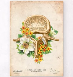 Codex Anatomicus Skull & Skeleton^Lumbar vertebrae - Floral - Vintage
