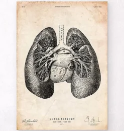 Codex Anatomicus Lungs Anatomy^Lung anatomy print II