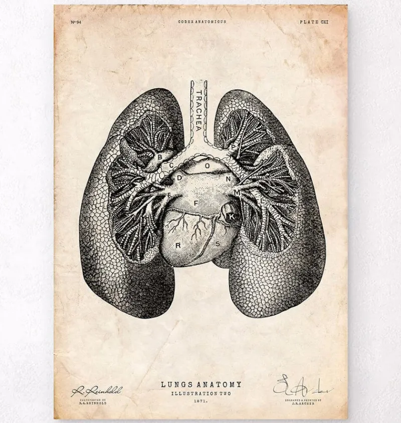 Codex Anatomicus Lungs Anatomy^Lung anatomy print II