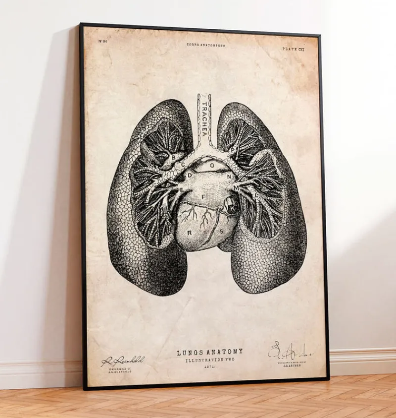Codex Anatomicus Lungs Anatomy^Lung anatomy print II